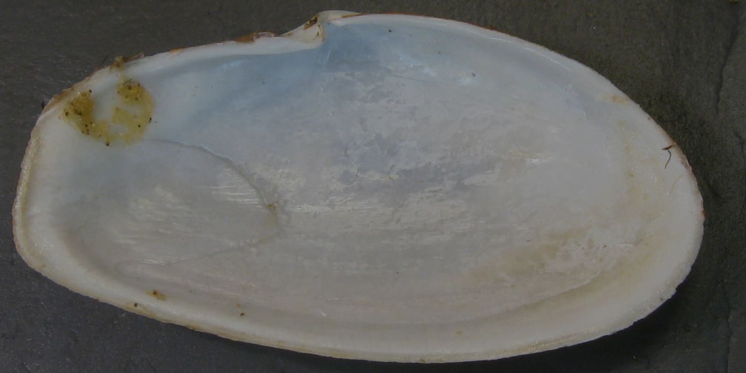 Thracia payracea o Thracia grcilis?